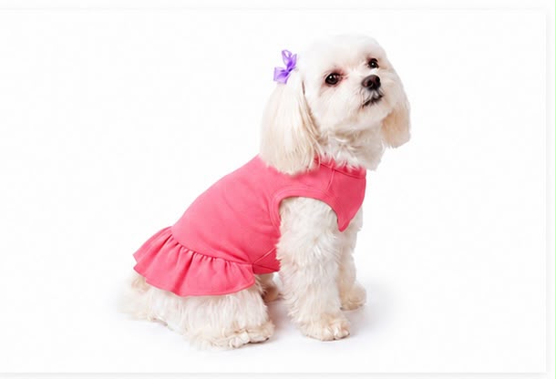     Small dog wearing fuchsia personalized ruffle dog dress